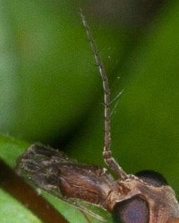 Tipula maxima